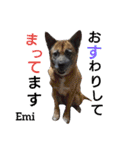 猫三兄弟と犬の家族（個別スタンプ：19）