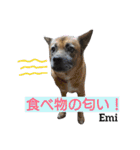 猫三兄弟と犬の家族（個別スタンプ：20）