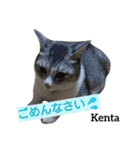 猫三兄弟と犬の家族（個別スタンプ：21）
