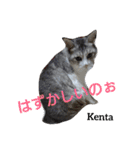 猫三兄弟と犬の家族（個別スタンプ：22）