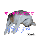 猫三兄弟と犬の家族（個別スタンプ：23）