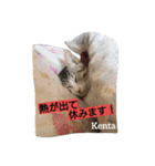 猫三兄弟と犬の家族（個別スタンプ：25）
