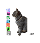 猫三兄弟と犬の家族（個別スタンプ：27）