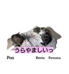 猫三兄弟と犬の家族（個別スタンプ：28）