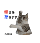 猫三兄弟と犬の家族（個別スタンプ：29）