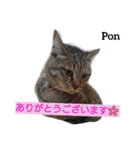 猫三兄弟と犬の家族（個別スタンプ：30）