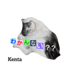 猫三兄弟と犬の家族（個別スタンプ：31）