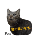 猫三兄弟と犬の家族（個別スタンプ：32）