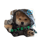 タローくん❤️（1）（個別スタンプ：1）
