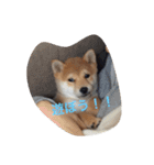 タローくん❤️（1）（個別スタンプ：3）