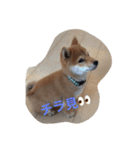 タローくん❤️（1）（個別スタンプ：4）