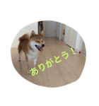 タローくん❤️（1）（個別スタンプ：7）