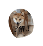 タローくん❤️（1）（個別スタンプ：8）
