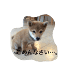 タローくん❤️（1）（個別スタンプ：10）