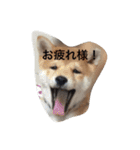 タローくん❤️（1）（個別スタンプ：13）