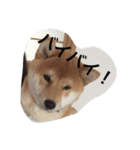 タローくん❤️（1）（個別スタンプ：15）