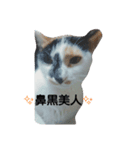 鼻黒美人♡猫山神楽（個別スタンプ：2）