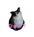 鼻黒美人♡猫山神楽（個別スタンプ：6）
