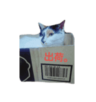 鼻黒美人♡猫山神楽（個別スタンプ：7）