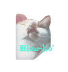鼻黒美人♡猫山神楽（個別スタンプ：8）