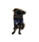 黒パグのハル（個別スタンプ：1）