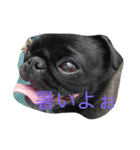 黒パグのハル（個別スタンプ：2）