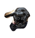 黒パグのハル（個別スタンプ：6）