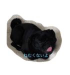 黒パグのハル（個別スタンプ：7）