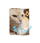 かわいいにゃんこ達（個別スタンプ：4）