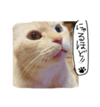 かわいいにゃんこ達（個別スタンプ：6）