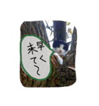 かわいいにゃんこ達（個別スタンプ：7）
