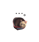 我が家の猫。（個別スタンプ：1）