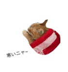 我が家の猫。（個別スタンプ：6）