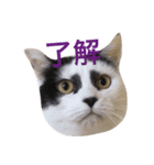 歌舞伎顔のカブキくん（個別スタンプ：1）