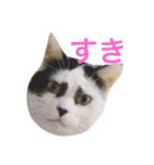 歌舞伎顔のカブキくん（個別スタンプ：3）