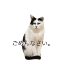 歌舞伎顔のカブキくん（個別スタンプ：4）