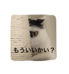 歌舞伎顔のカブキくん（個別スタンプ：7）