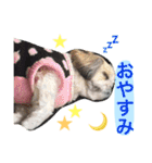 ひめスタンプ②..（個別スタンプ：11）