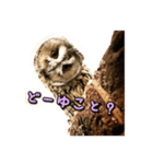 トラフライフ シーズン1（個別スタンプ：4）