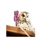 トラフライフ シーズン1（個別スタンプ：6）
