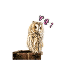 トラフライフ シーズン1（個別スタンプ：7）