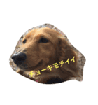 ！ dog！（個別スタンプ：2）