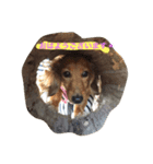 ！ dog！（個別スタンプ：3）
