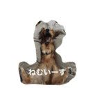 ！ dog！（個別スタンプ：4）