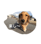 ！ dog！（個別スタンプ：6）