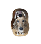 ！ dog！（個別スタンプ：8）