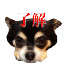 チワワのゆかいな仲間たち（個別スタンプ：2）