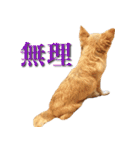 チワワのゆかいな仲間たち（個別スタンプ：3）
