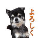 チワワのゆかいな仲間たち（個別スタンプ：5）