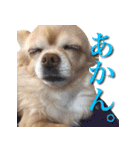 チワワのゆかいな仲間たち（個別スタンプ：8）